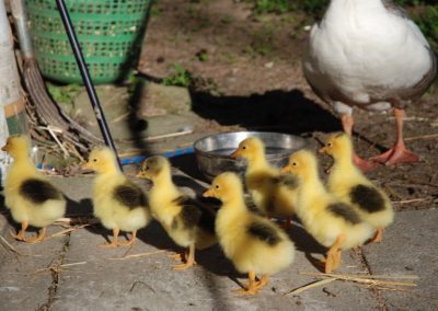 Gänsenachwuchs in Albisbrunn Bild