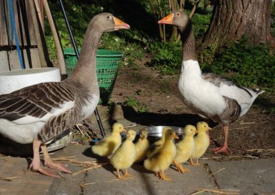 Gänsenachwuchs in Albisbrunn Bild