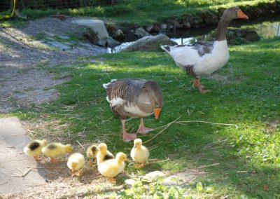 Gänsenachwuchs in Albisbrunn Bild
