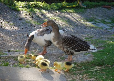 Gänsenachwuchs in Albisbrunn Bild