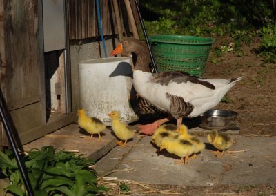 Gänsenachwuchs in Albisbrunn Bild
