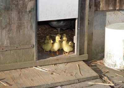 Gänsenachwuchs in Albisbrunn Bild