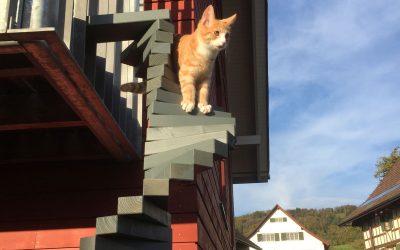 Aus unserer Schreinerei – Wilde Leiter für brave Katze
